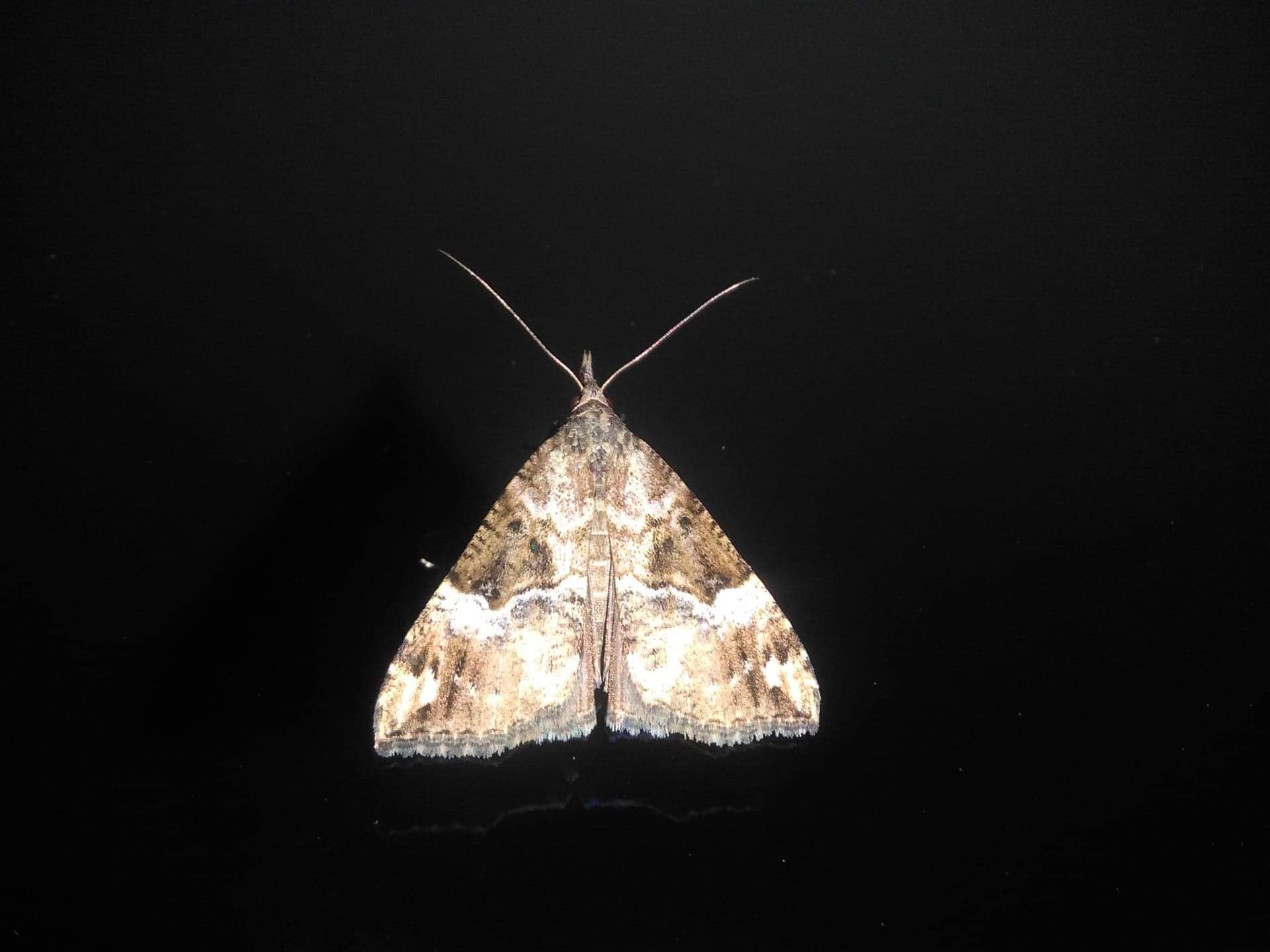 Hypena obsitalis (Erebidae)